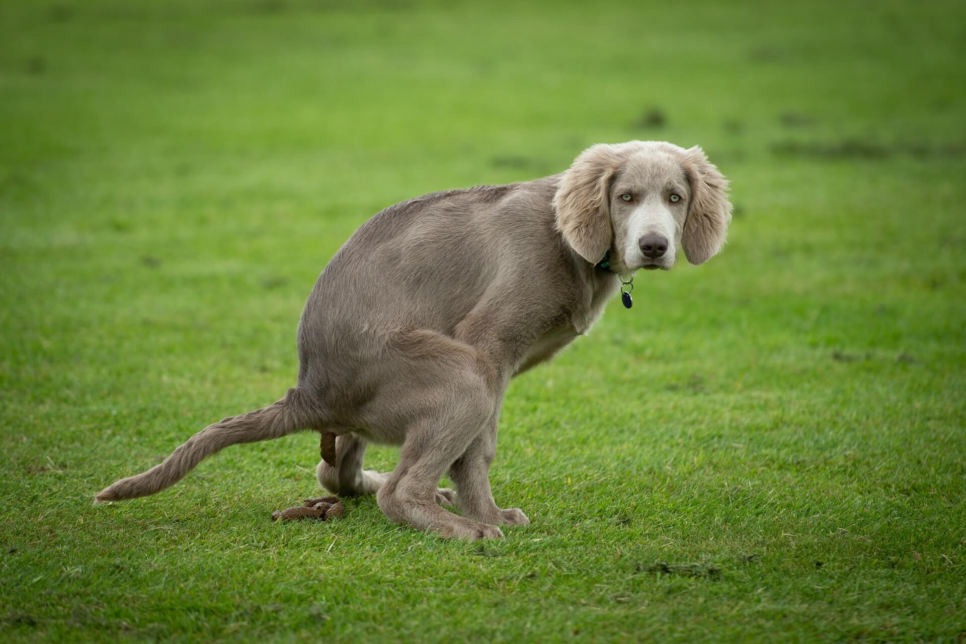 Farbe und Hundekot: Das hat es bedeuten!