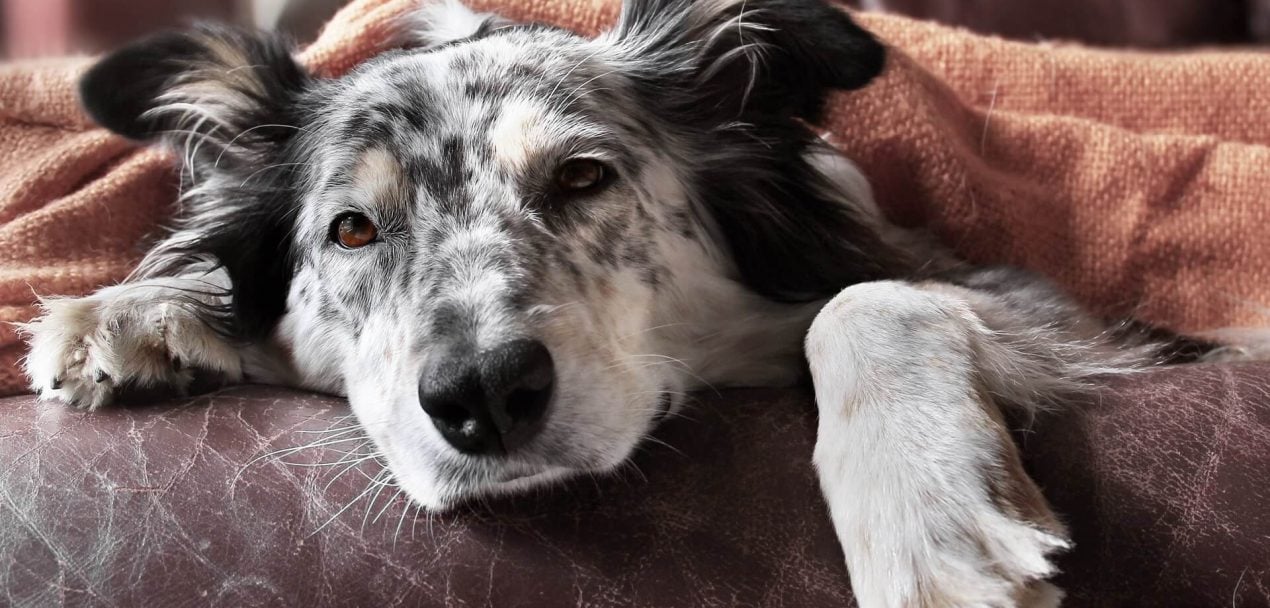 Epileptischer Anfall beim Hund So könnt ihr ihm helfen! Epileptischer Anfall beim Hund So könnt ihr ihm helfen!