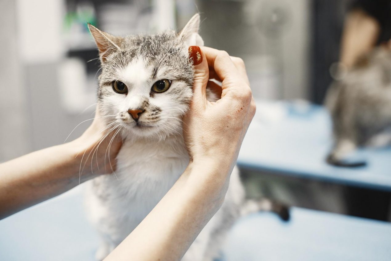 Warme Ohren bei Katzen - Was sind die Ursachen und was könnt ihr tun!