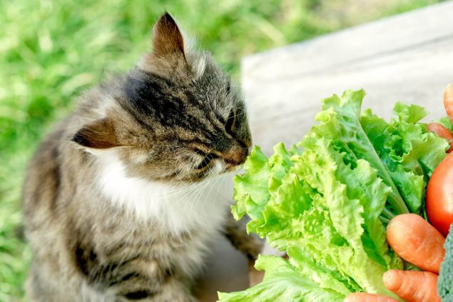 Katze vegan ernähren - Kann das funktionieren?