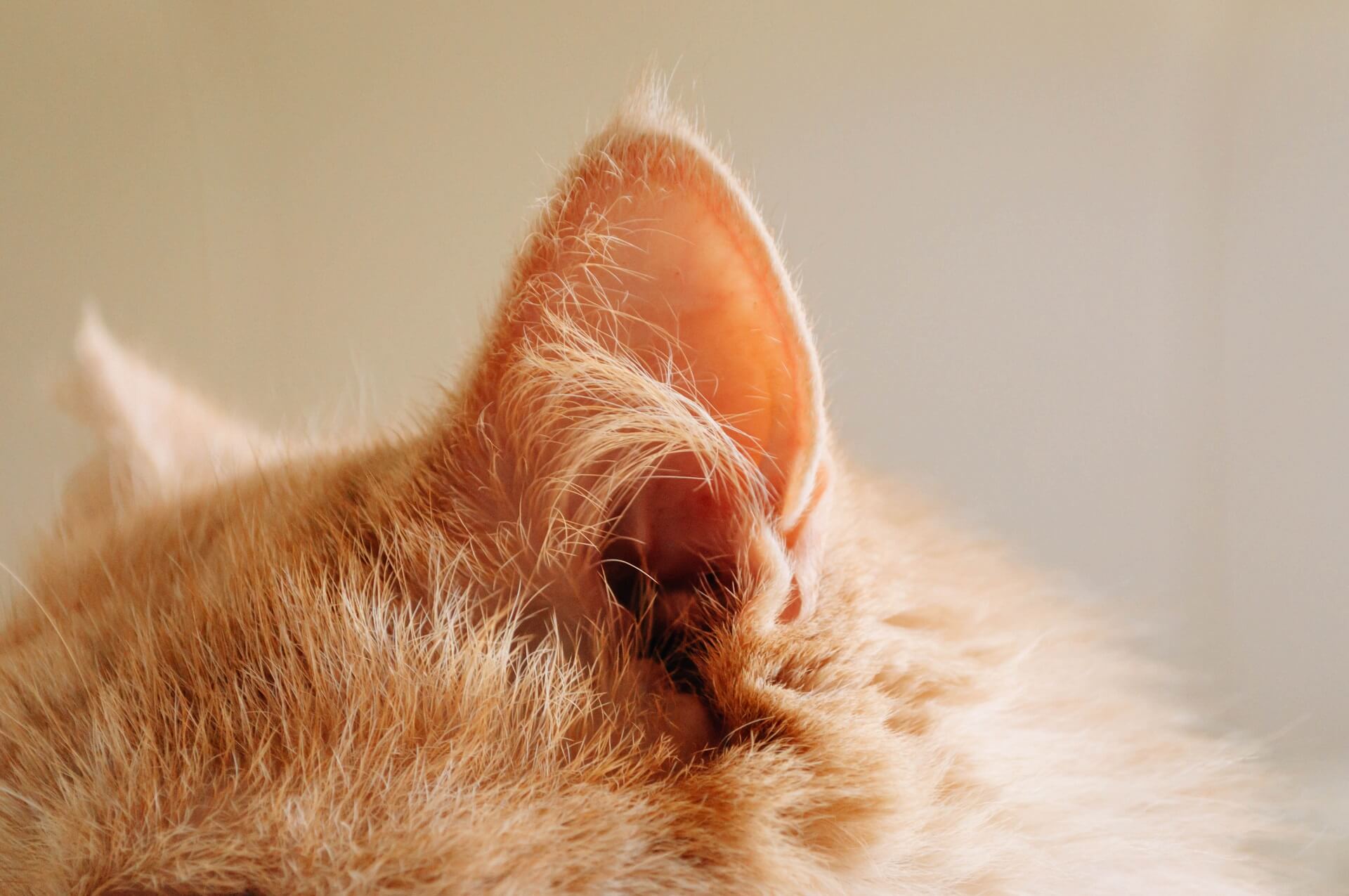 Warme Ohren bei Katzen - Was sind die Ursachen und was könnt ihr tun!