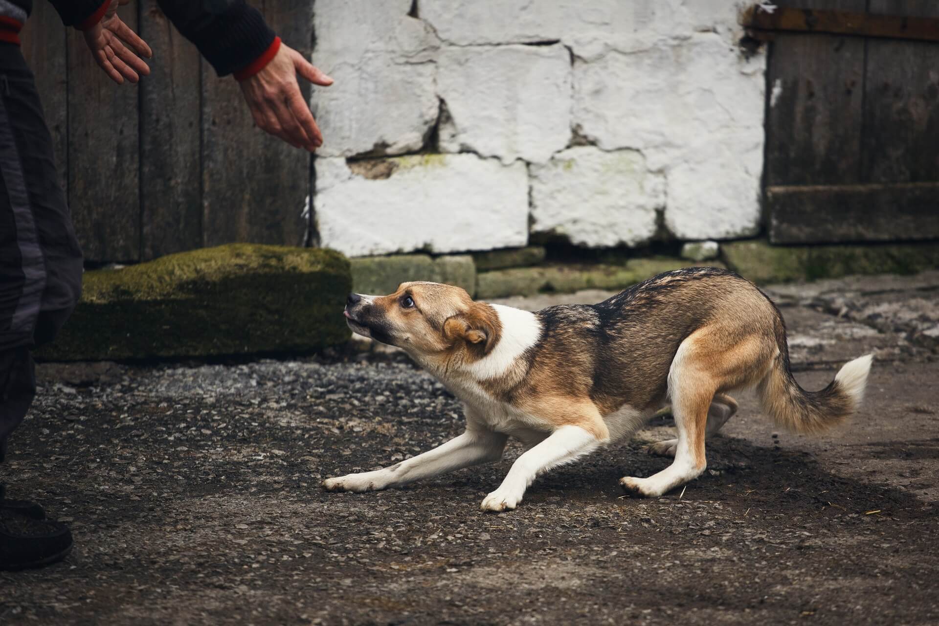 Ängstlicher Hund: Das könnt ihr die Angst