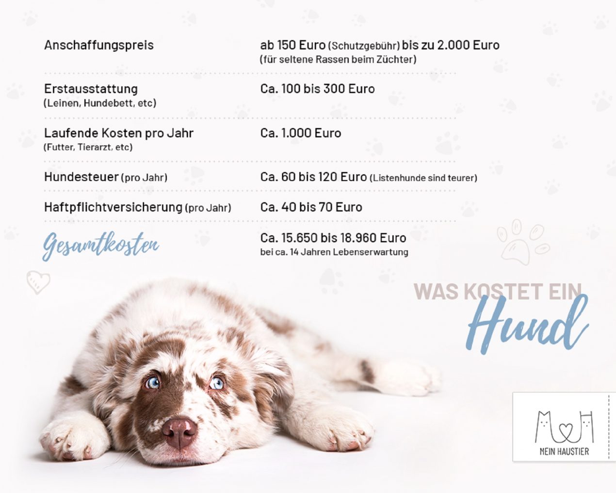 Kosten für einen Hund Mit wie viel ist zu rechnen?