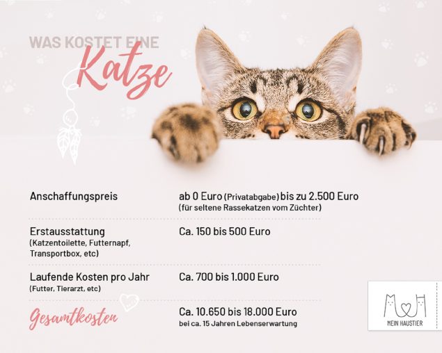 Kosten für eine Katze Mit wie viel ist zu rechnen?