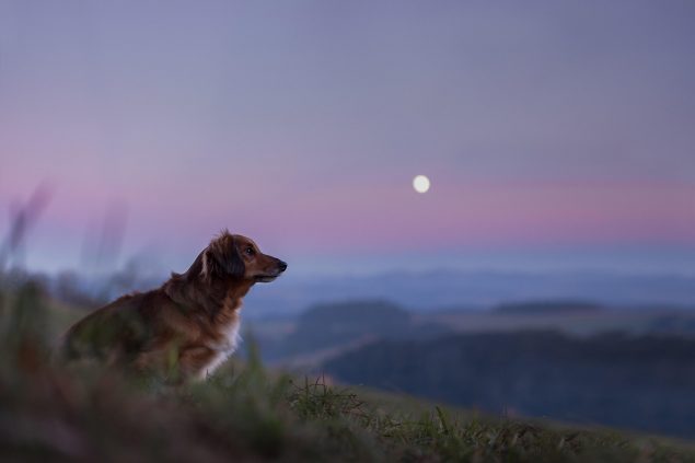 Welcher Hund passt zu welchem Sternzeichen?