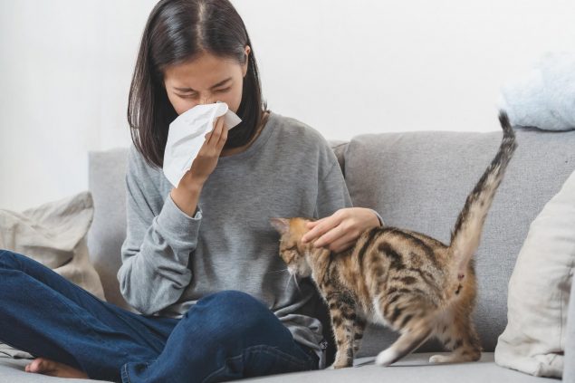 Allergiker Katzen sind gut für Menschen mit Katzenallergie