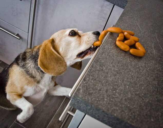 Soll man Hunde bestrafen