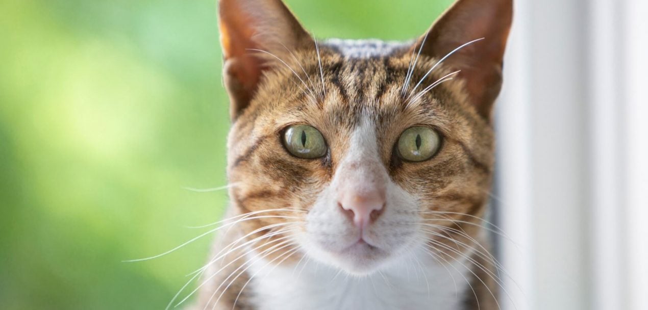 Arabische Mau Geschichte, Wesen & Haltung