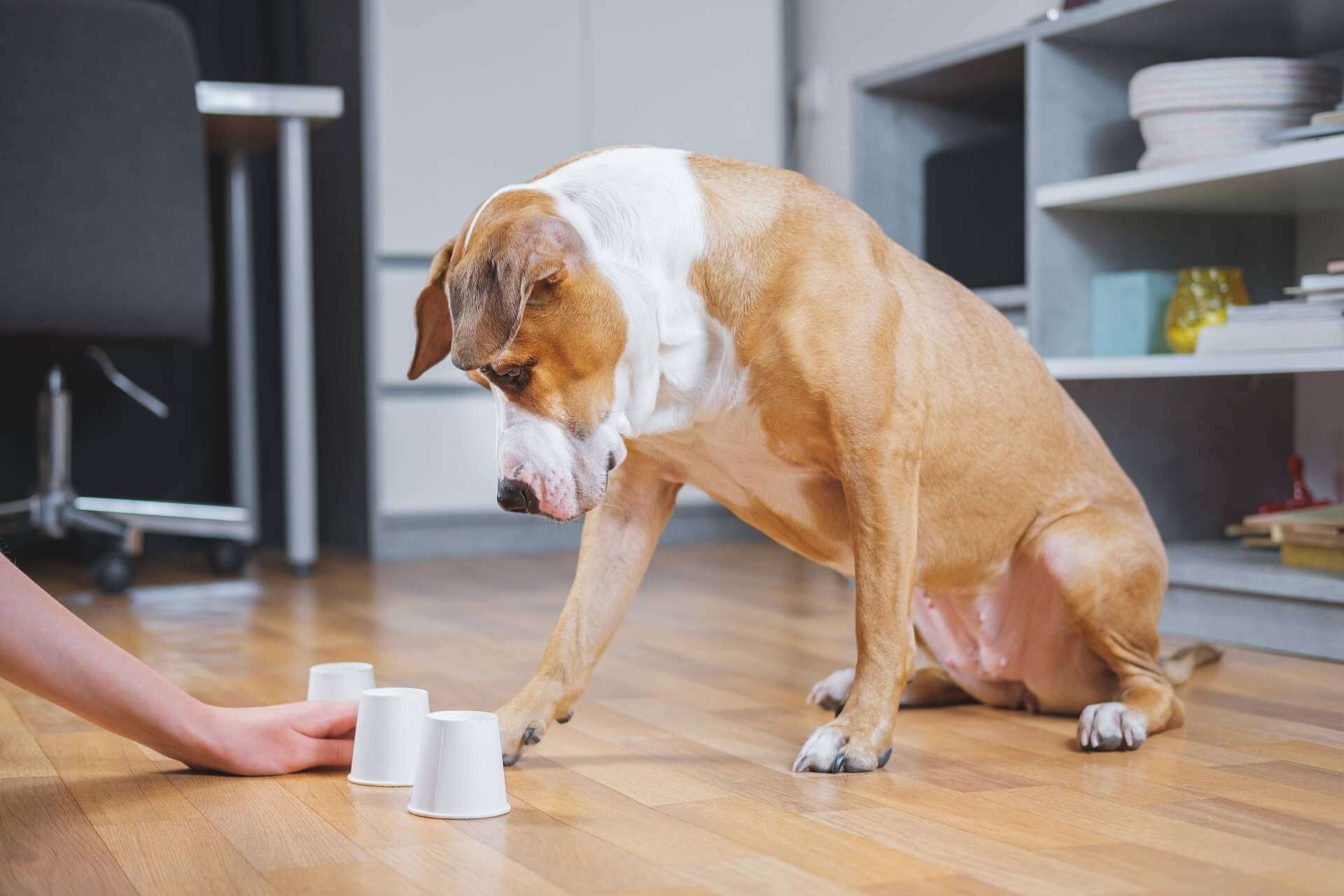 Intelligenztest für Hund - Daran erkennt ihr einen schlauen Hund