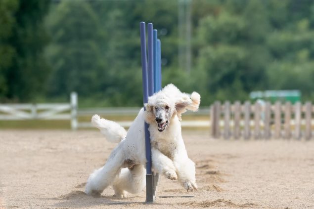 Intelligenztest für den Hund