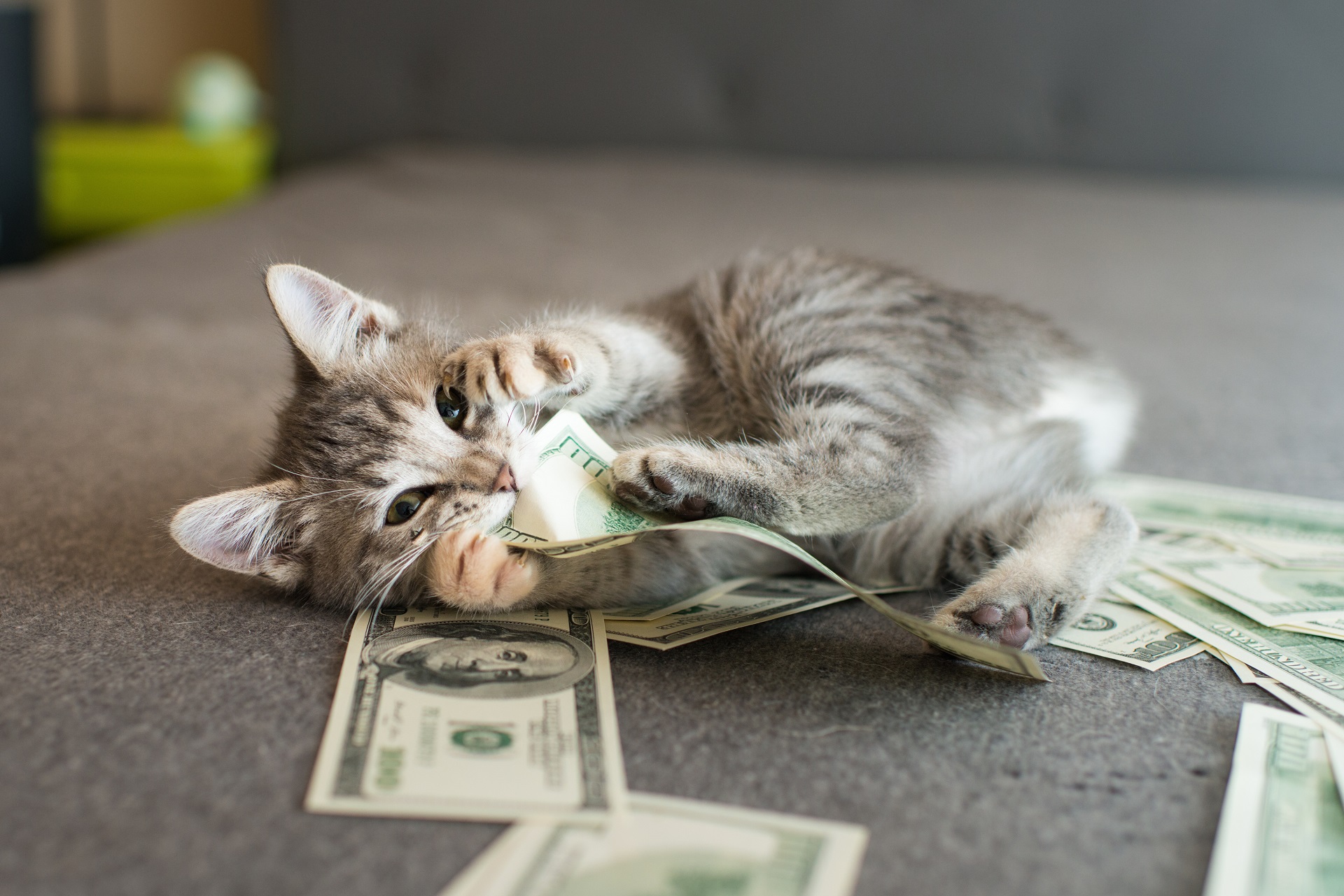 Kosten für eine Katze Mit wie viel ist zu rechnen?