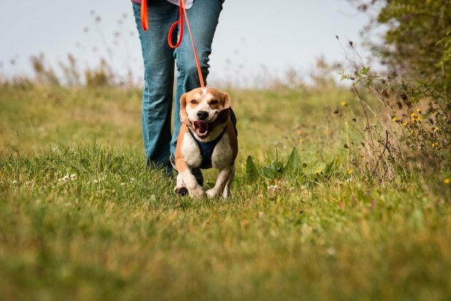 Mantrailing mit Hund