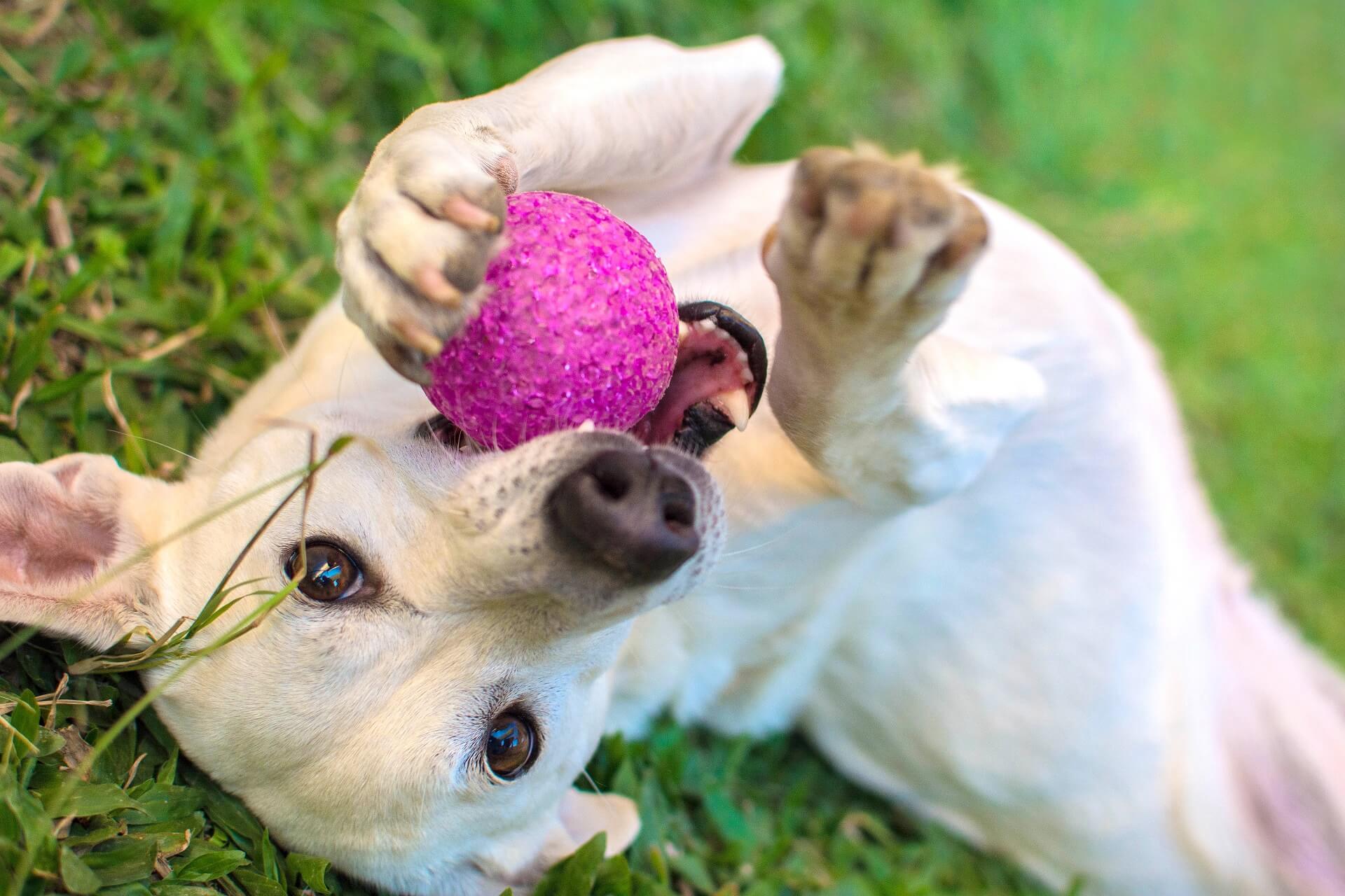 Beschäftigung für Hunde Tolle Tipps zum selber machen! Beschäftigung für Hunde Tolle Tipps zum selber machen!