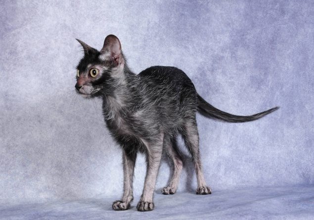 Lykoi