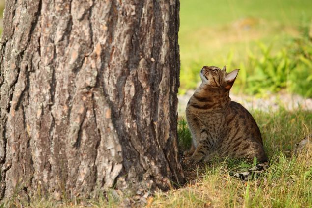 Ocicat sitzt vor einem Baum