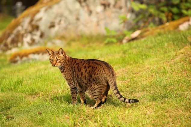 Ocicat im garten