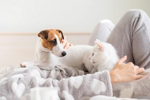 Tierversicherung Hund und Katze