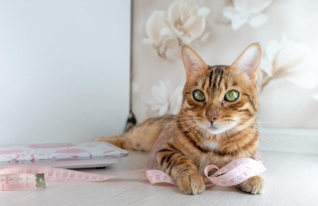 Kitten Gewichtstabelle