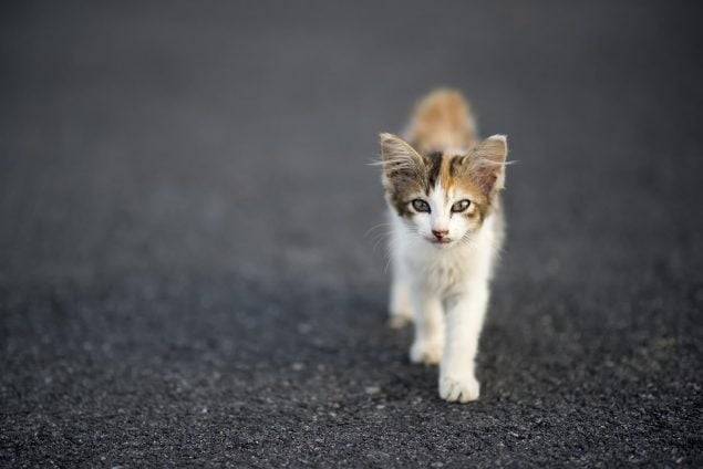 Wie alt werden Katzen?