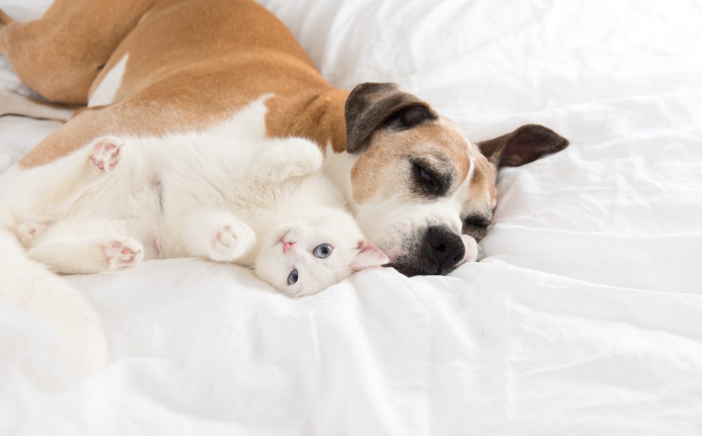 Tierversicherung weiße Katze mit Hund