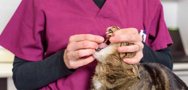 Katze bekommt Tablette gegen Würmer