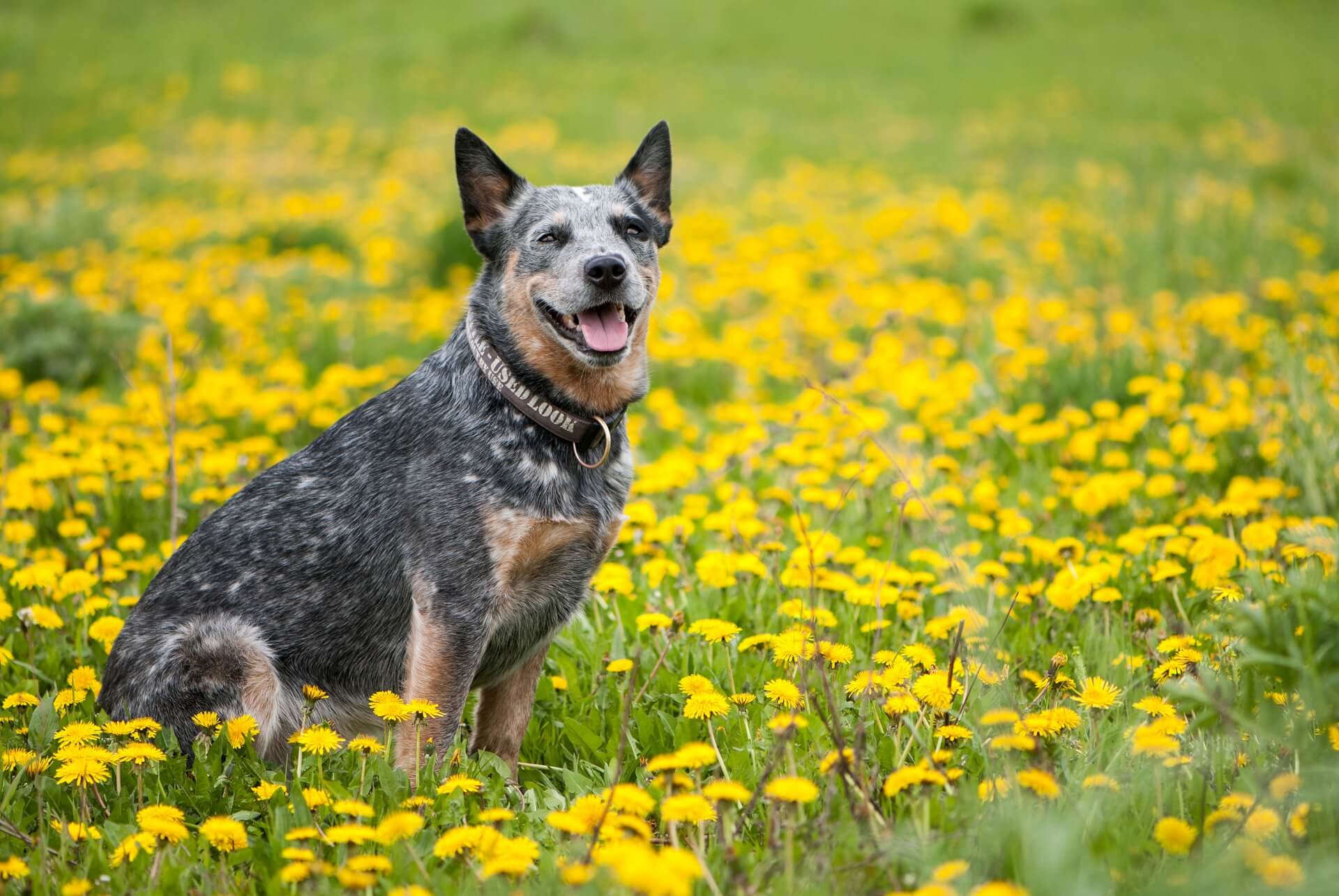 Australian Cattle Dog sitzt auf einer Wiese