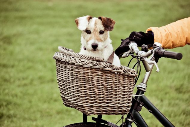 Fahrradfahren mit Hund