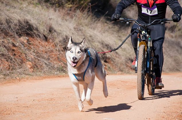 Fahrradfahren mit Hund