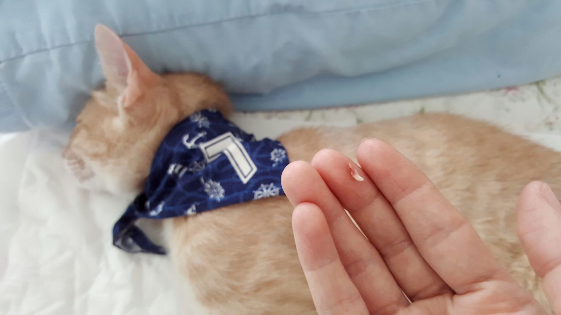 Zahnwechsel bei Katzen