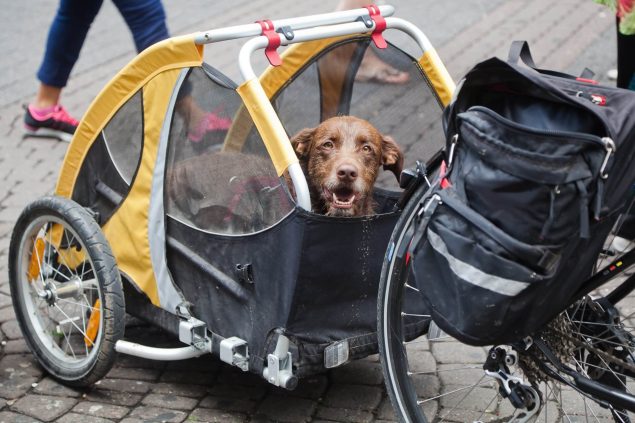 Fahrradfahren mit Hunden