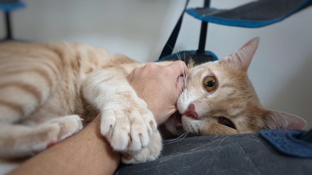 Was tun bei einem Katzenbiss?