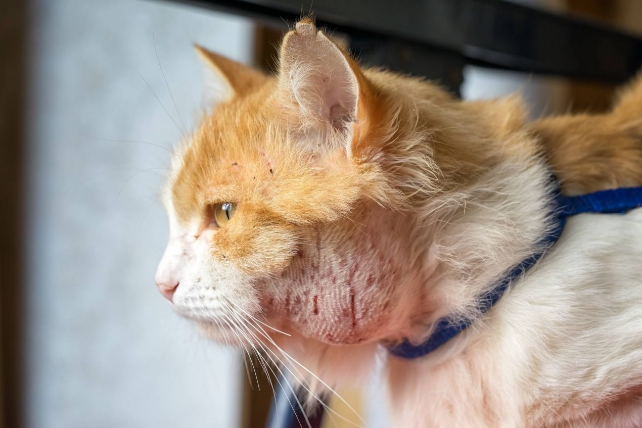 Katze Steckt Was Im Hals