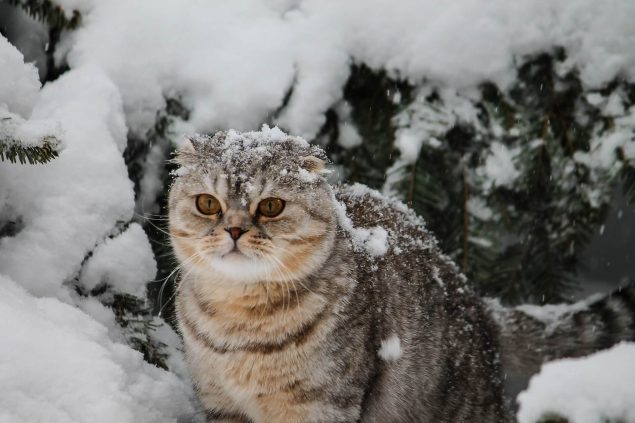 Schottische Faltohrkatze