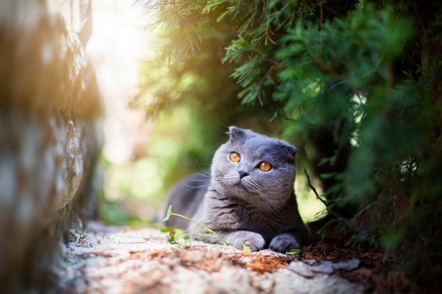 Schottische Faltohrkatze