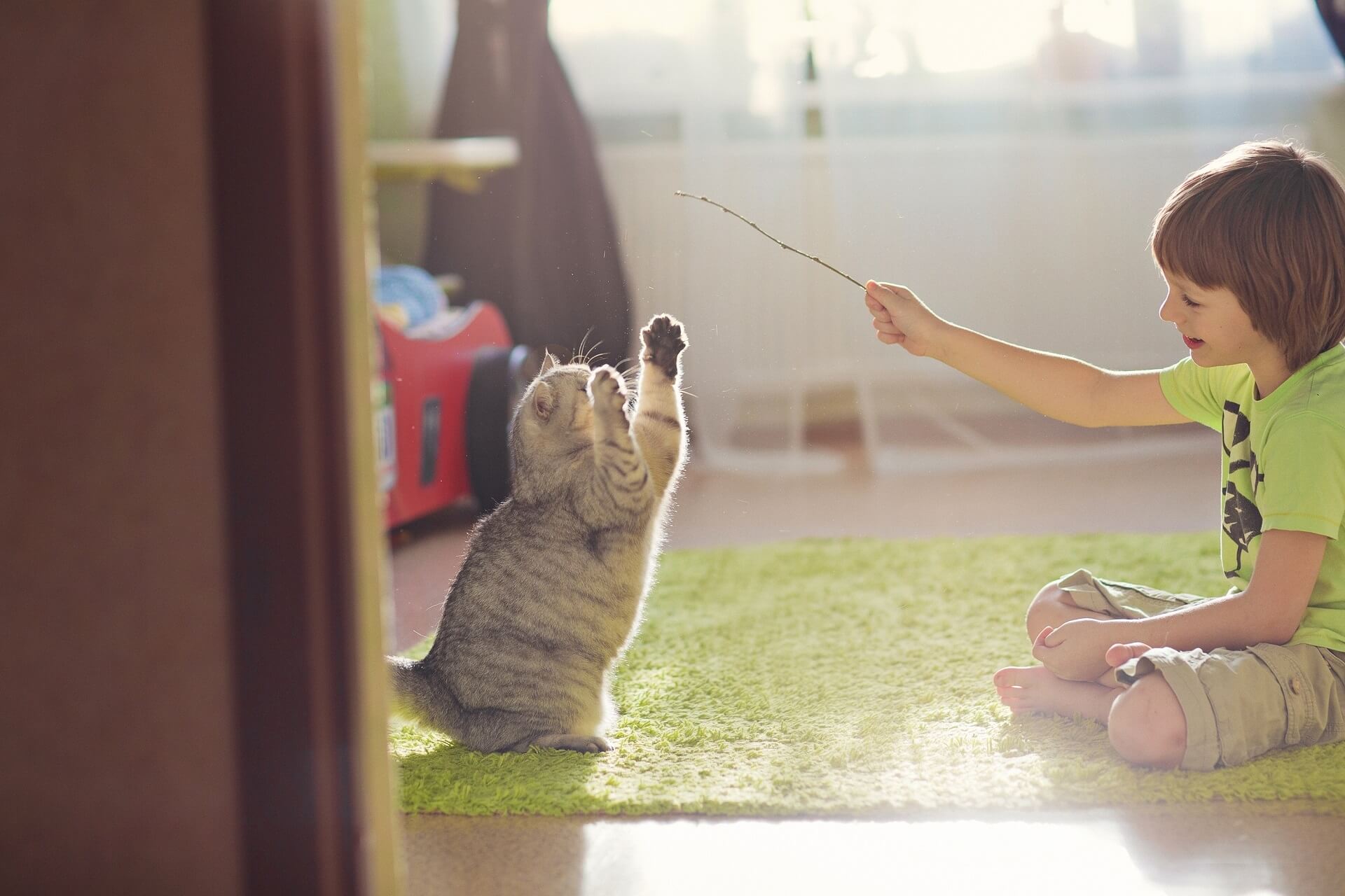 Кэтс плей. Кошка играет. Во что поиграть с кошкой на улице. Playing with Cat. A boy playing with a Cat.