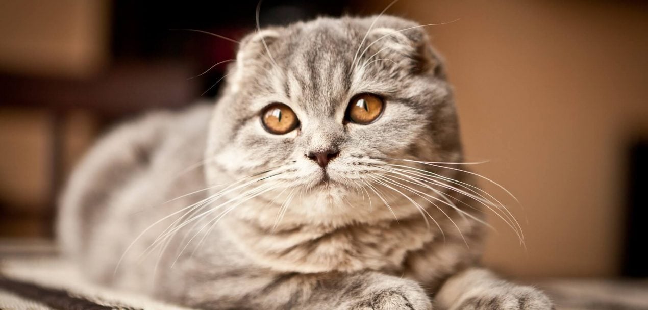 Schottische Faltohrkatze | Geschichte, Wesen &amp; Haltung
