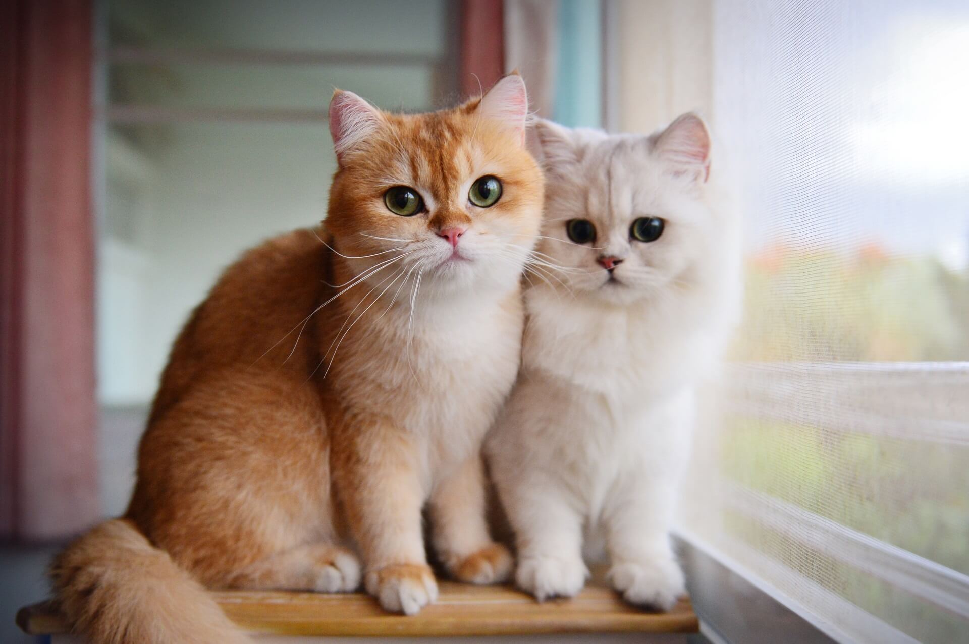 Imagenes De Chats