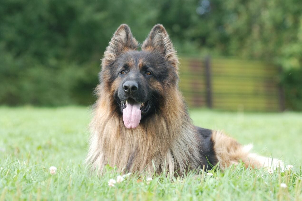 altdeutscher-sch-ferhund-steckbrief-charakter-pflege-haltung