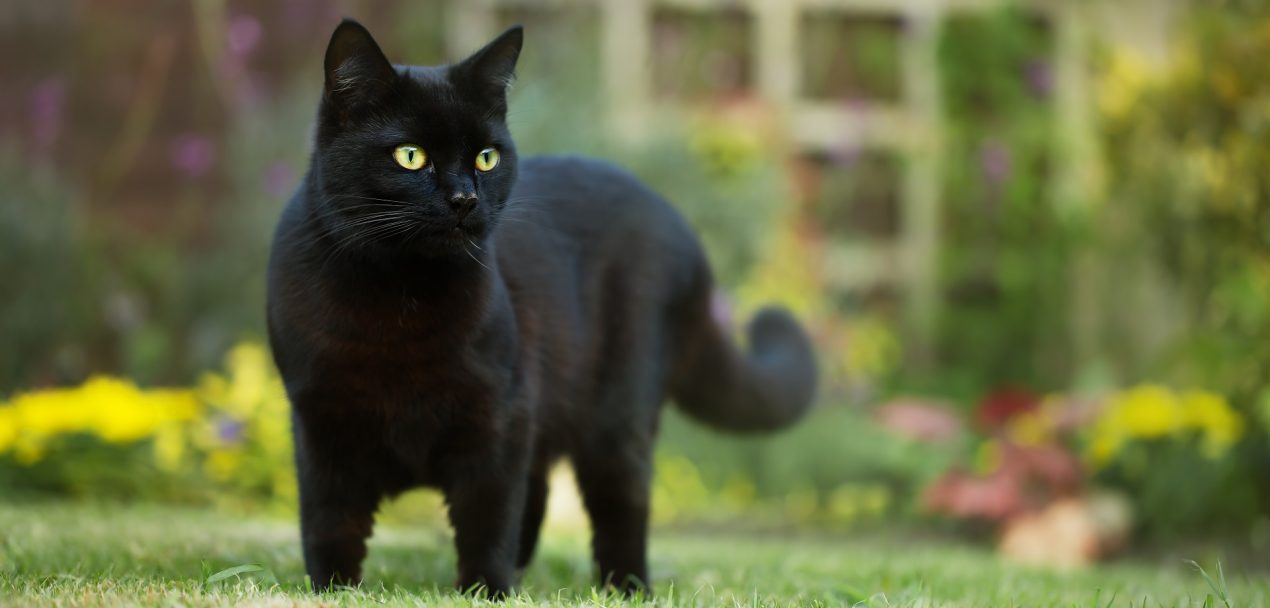 Schwarze Katze Vorurteile gegenüber den schönen Fellnasen