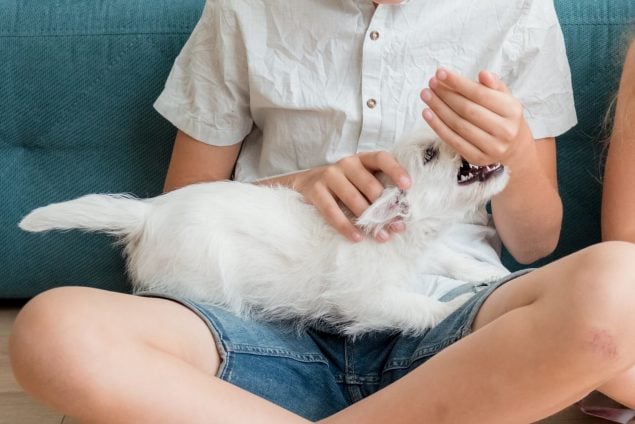 Hund beißen abgewöhnen