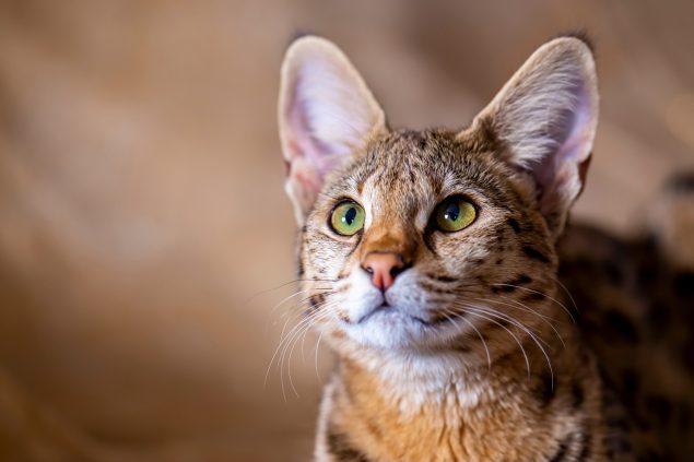 Savannah die größte Katzenrasse