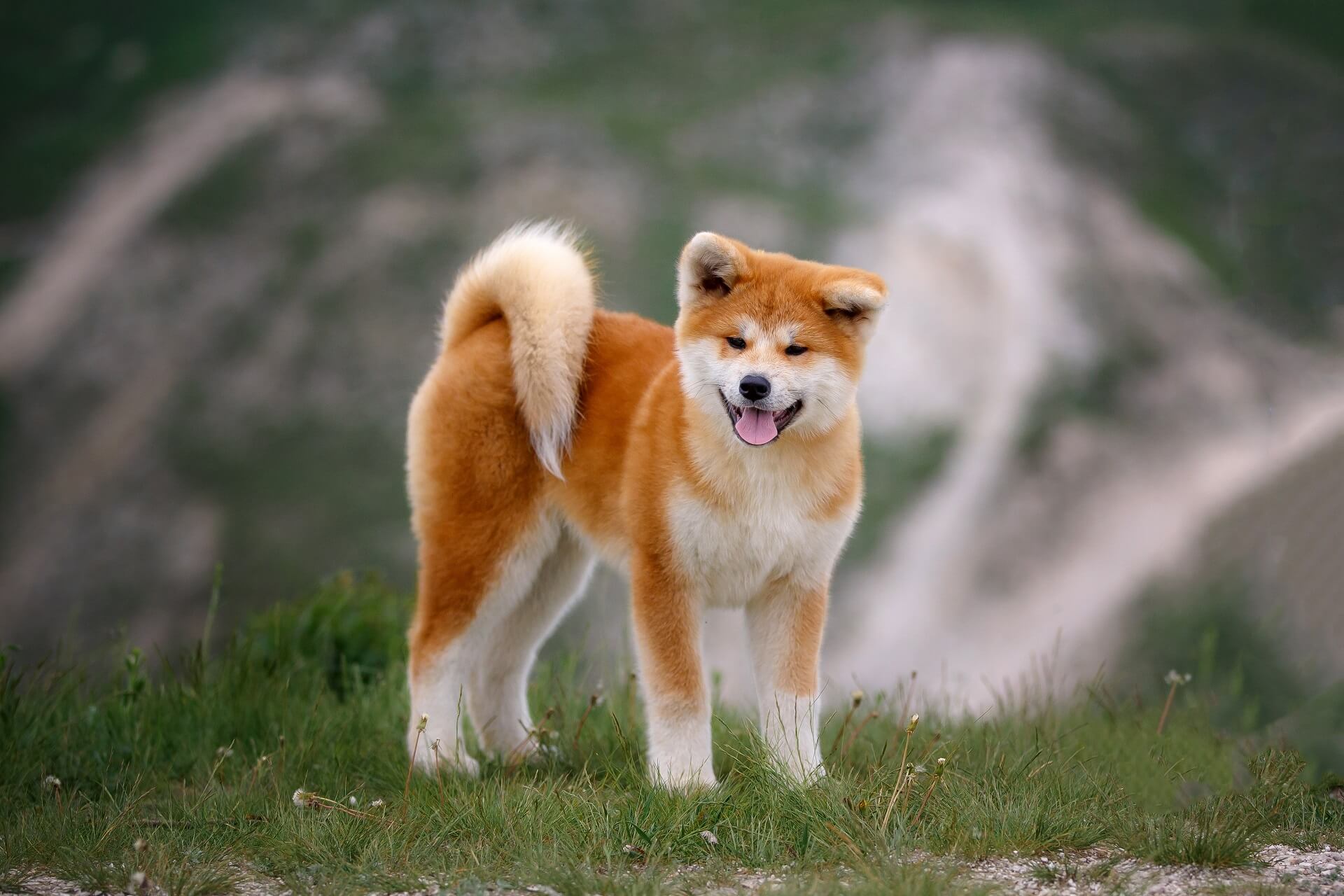 Hachiko - Der Hund aller Zeiten