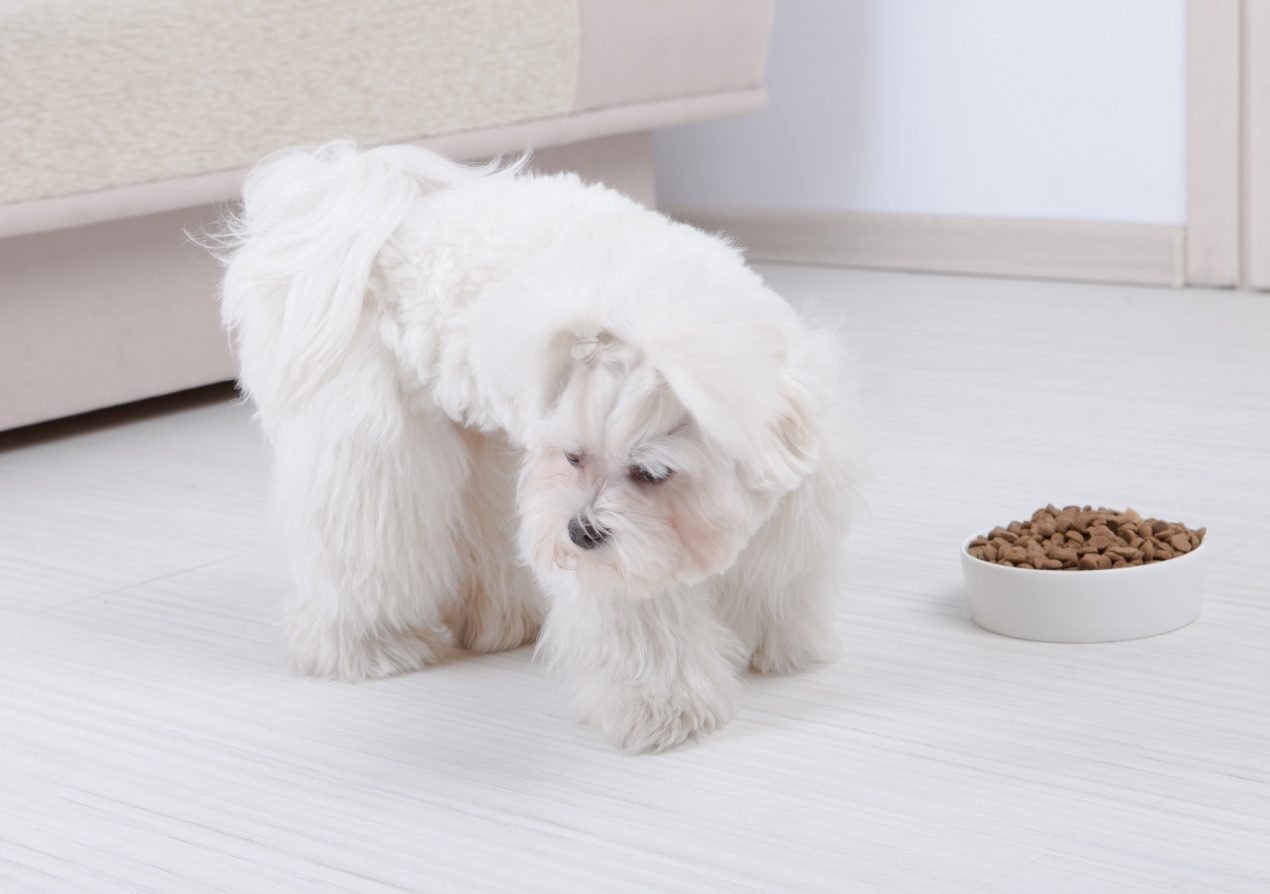 Hund frisst nicht - mögliche Gründe, Unterstützung und Gegenmaßnahmen