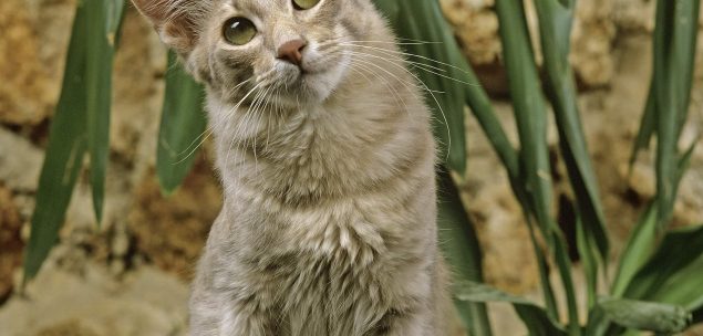 Javanese Katze Geschichte, Wesen & Haltung