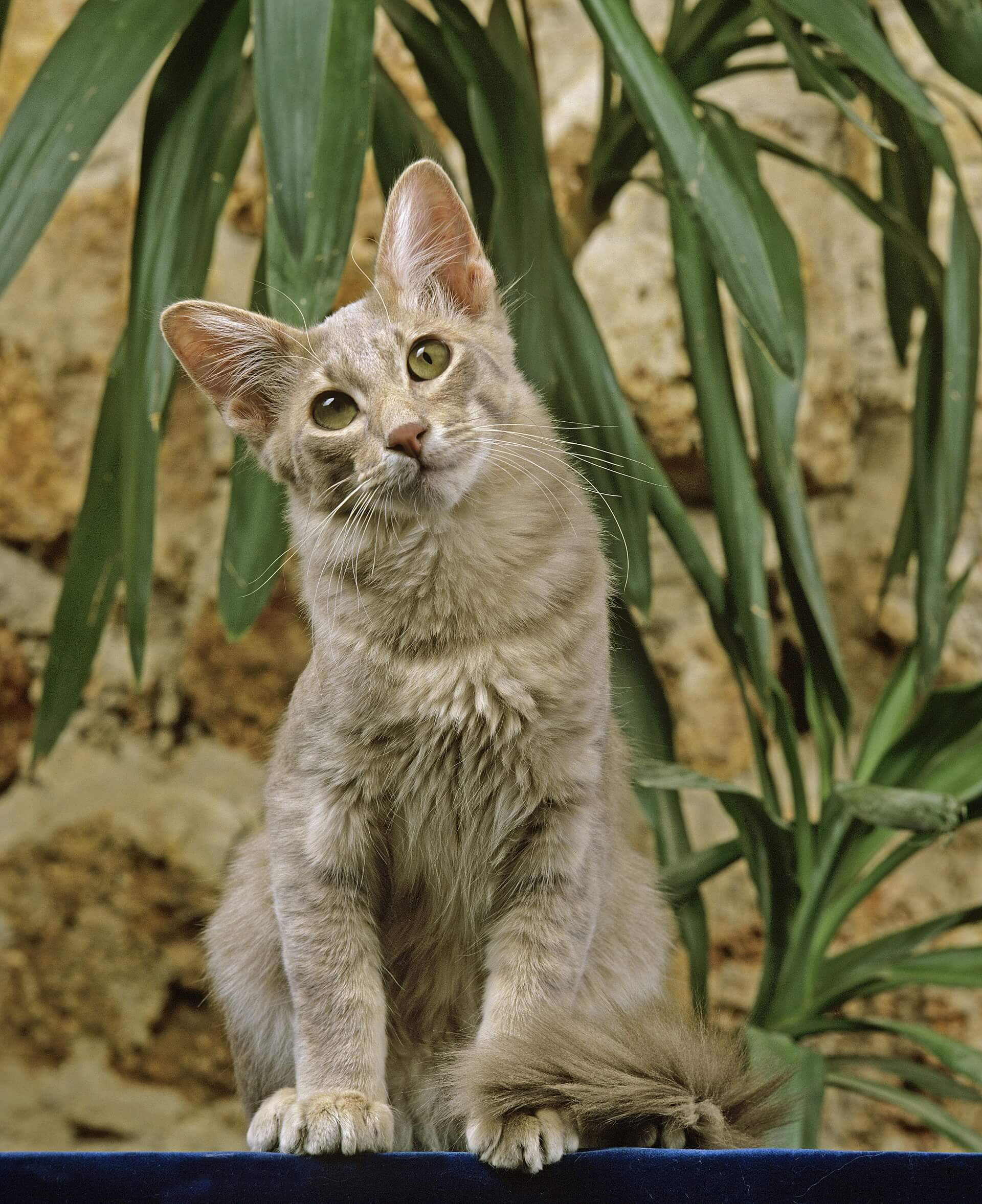 Javanese Katze Steckbrief