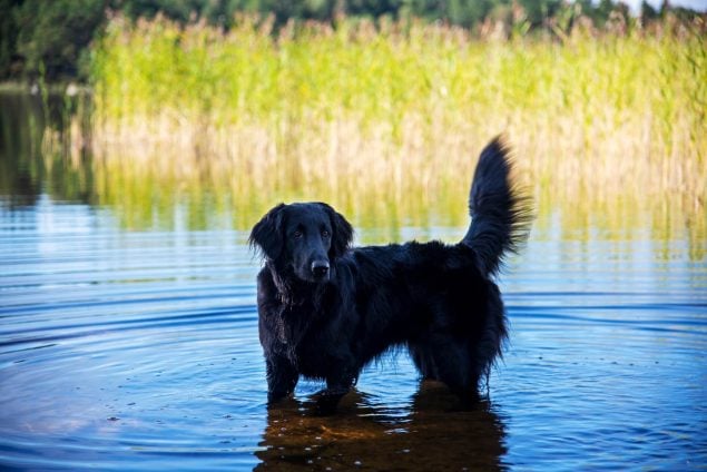 Flat Coated Retriever