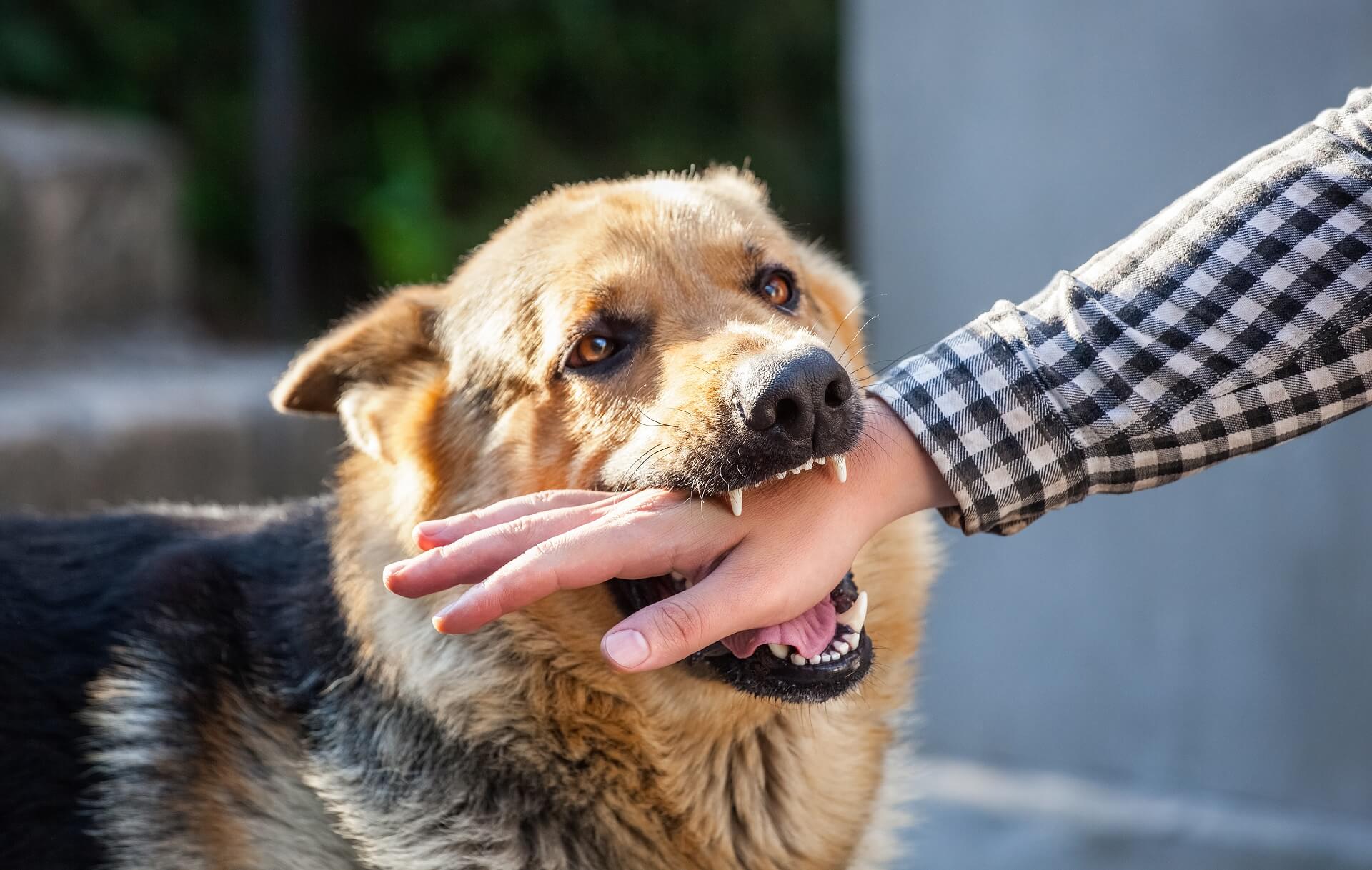 Hund beißen abgewöhnen - so klappt es bestimmt