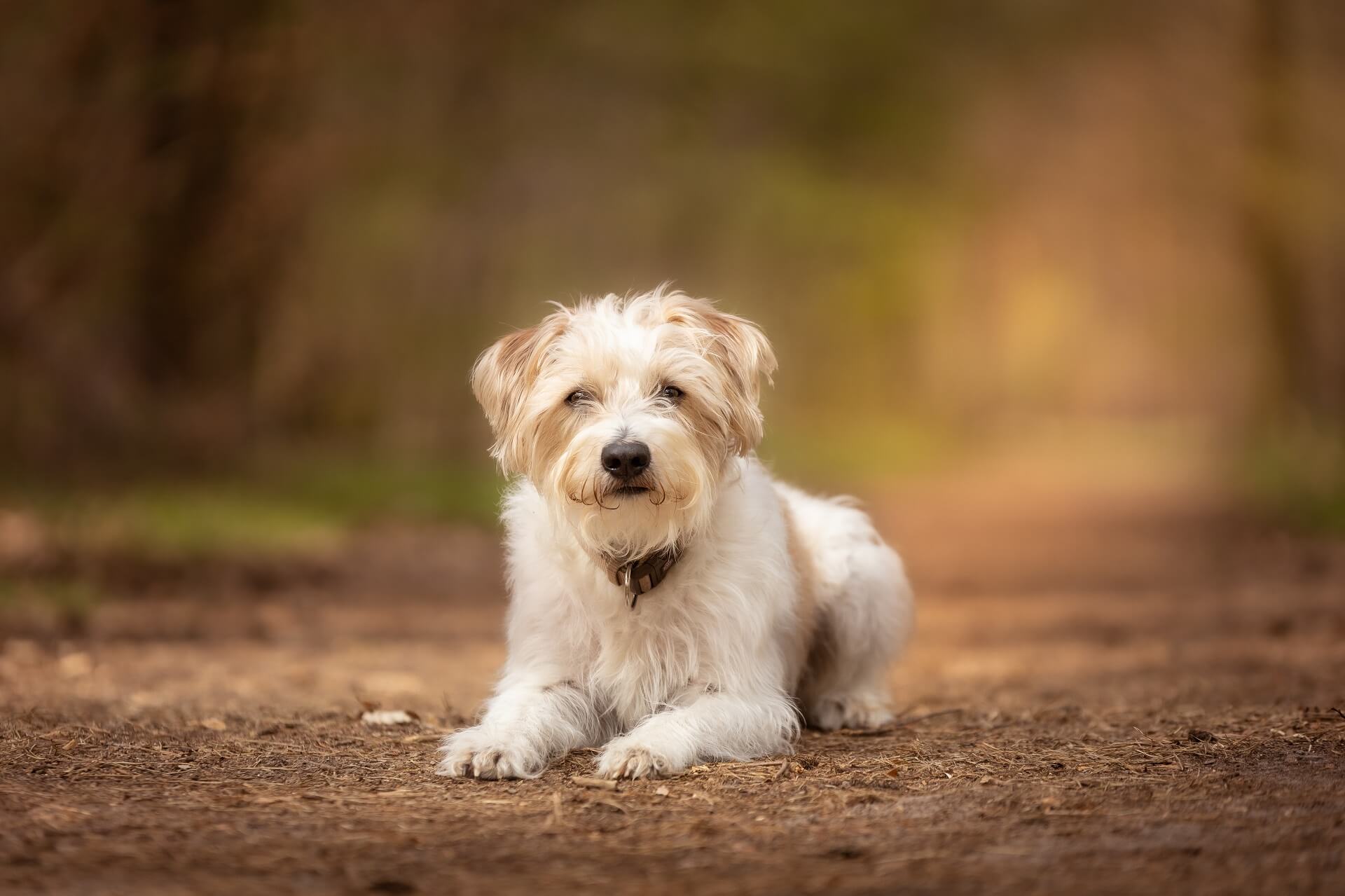 Kromfohrländer Steckbrief | Charakter, Pflege & Haltung