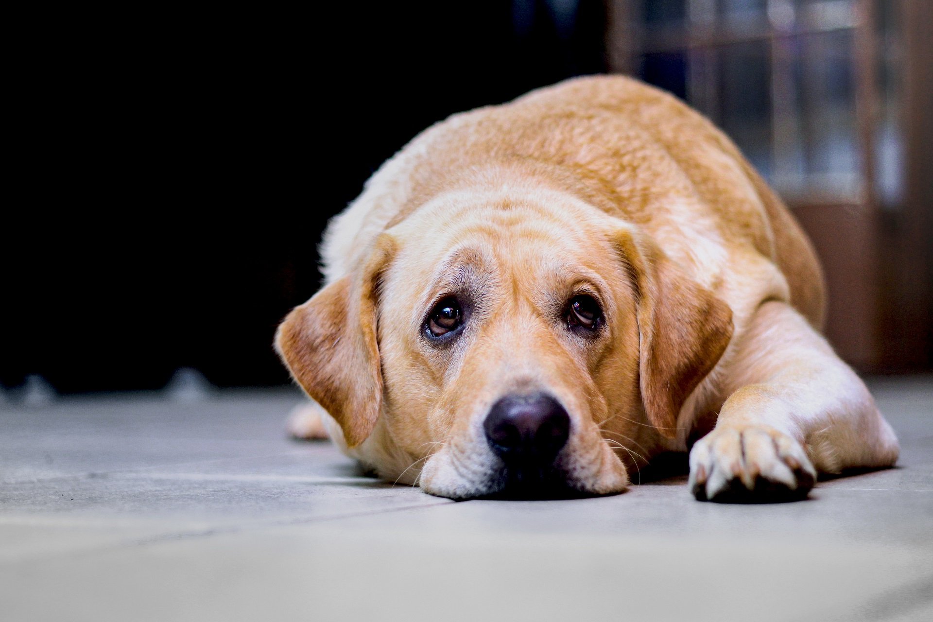 Hautkrebs beim Hund erkennen und behandeln