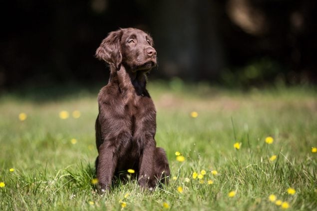 Flat Coated Retrriever